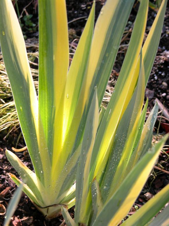 rebl_iris_variegated rebl_iris_variegated