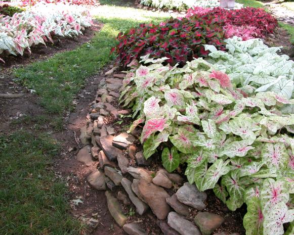 trop_caladium_mh trop_caladium_mh