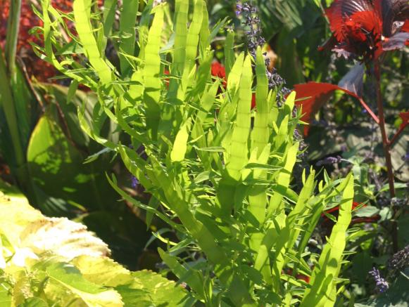 trop_ribbonplant_sh trop_ribbonplant_sh