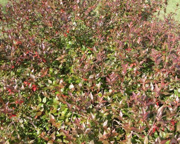 abelia_sherwood abelia_sherwood