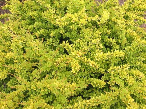 bright_barberry_mh bright_barberry_mh
