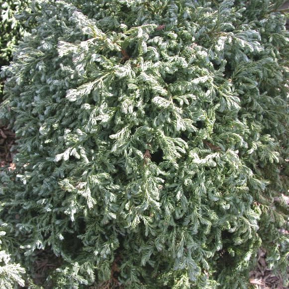 cypress_pisifera_curlytops_mh cypress_pisifera_curlytops_mh
