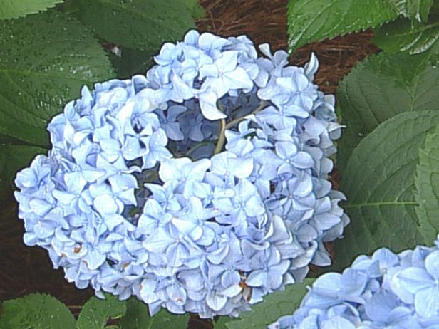 grd1213_pennymac_hydrangea grd1213_pennymac_hydrangea