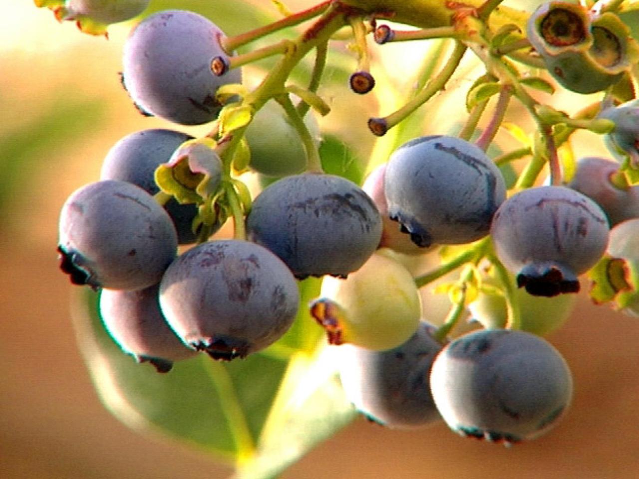 What is a good way to plant blueberry bushes?