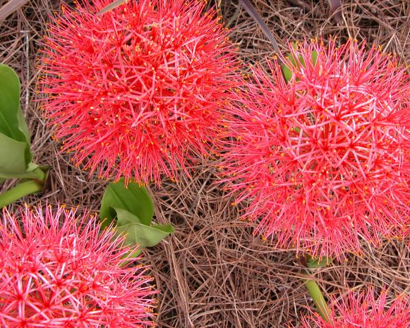 scadoxus scadoxus