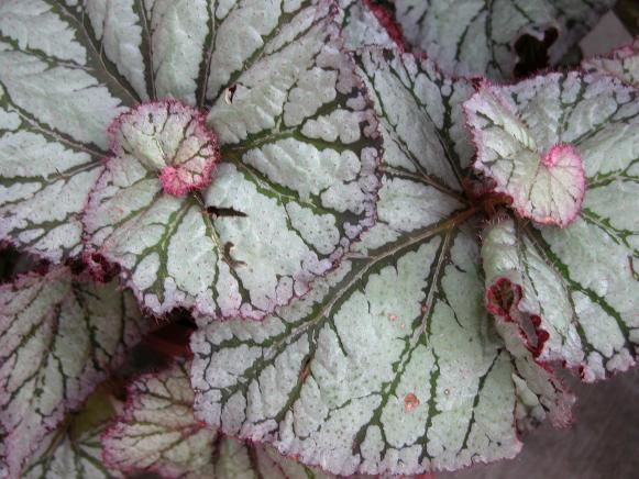 Resort_begonia Resort_begonia