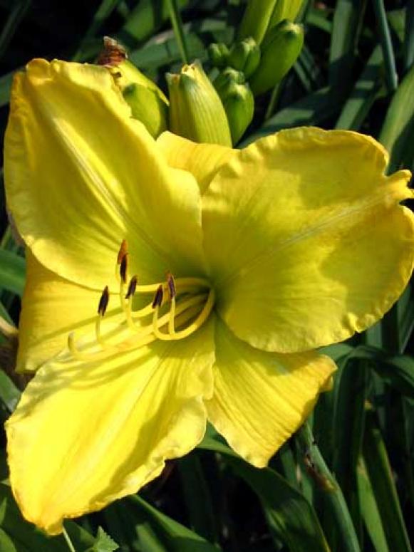 daylily_flower daylily_flower