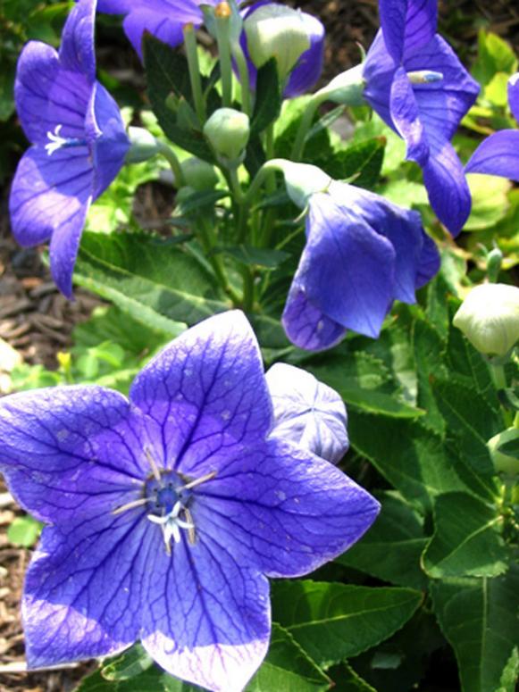 balloon_flower balloon_flower