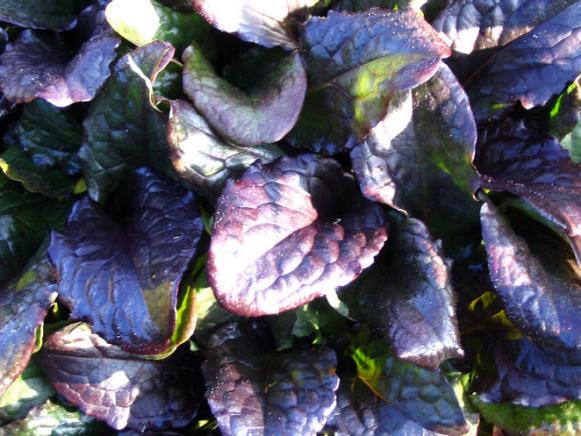 football_ajuga_catlins_giant football_ajuga_catlins_giant