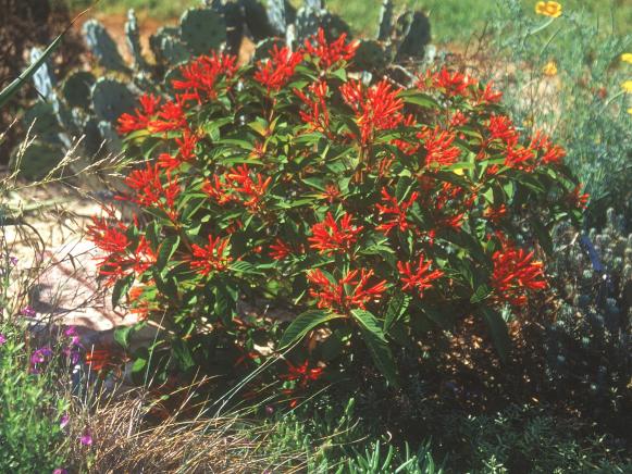 trop_firebush_sh trop_firebush_sh