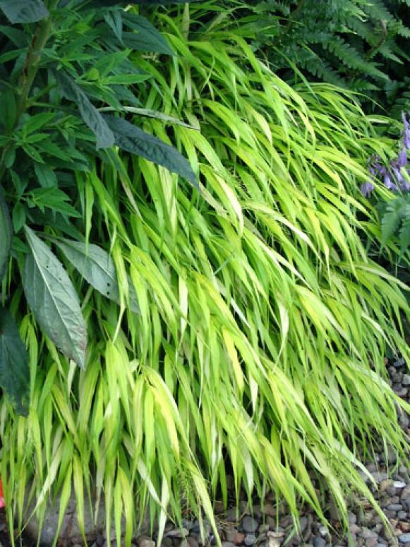 hakone_grass hakone_grass
