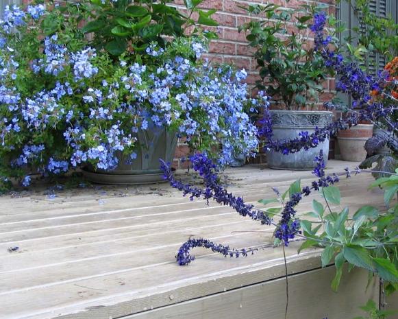 falldeck_salviaspires falldeck_salviaspires