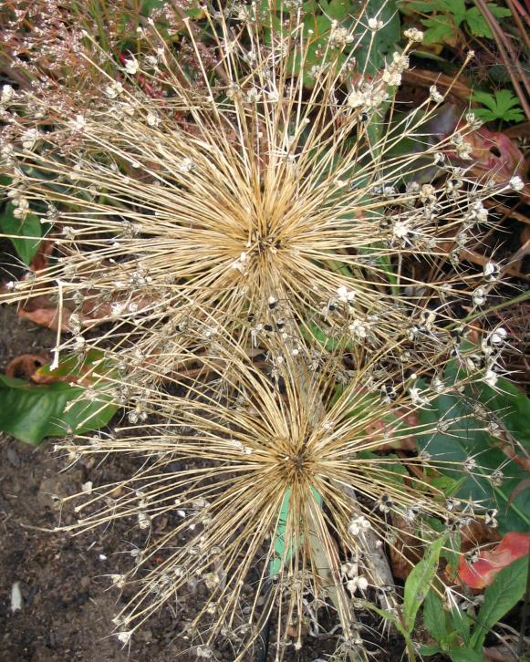 falldeck_seedheads falldeck_seedheads