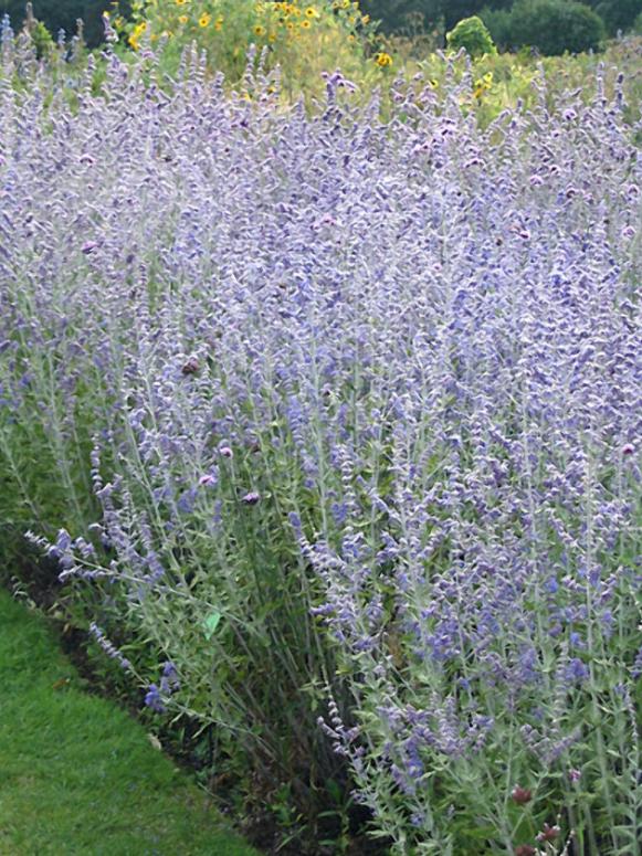 russian_sage russian_sage