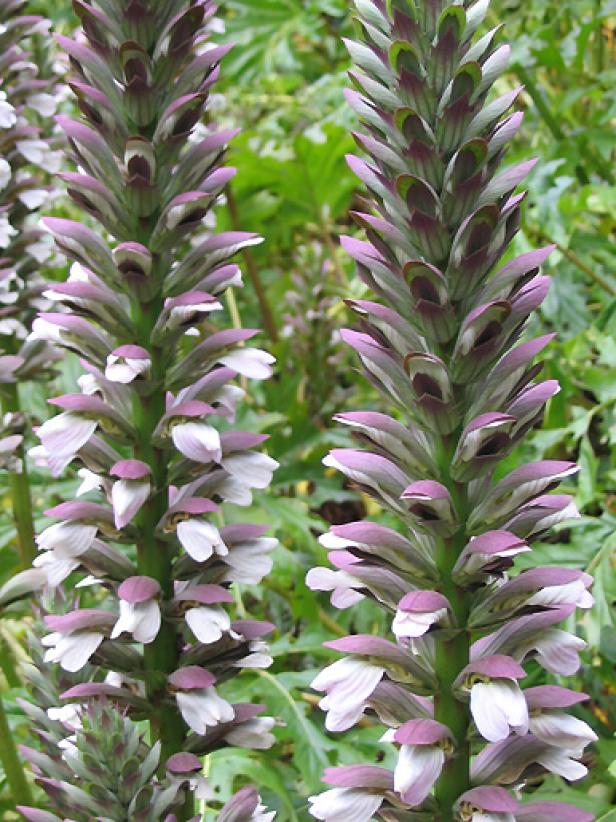 acanthus acanthus