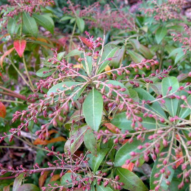 pierisjaponica_fall pierisjaponica_fall