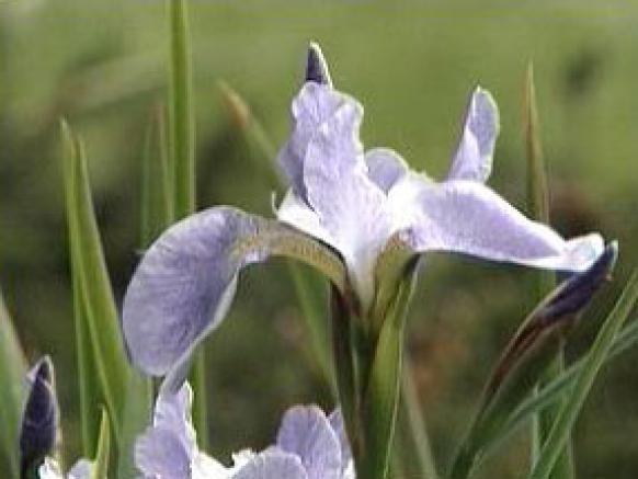 gby1103_2b_Siberian_iris gby1103_2b_Siberian_iris