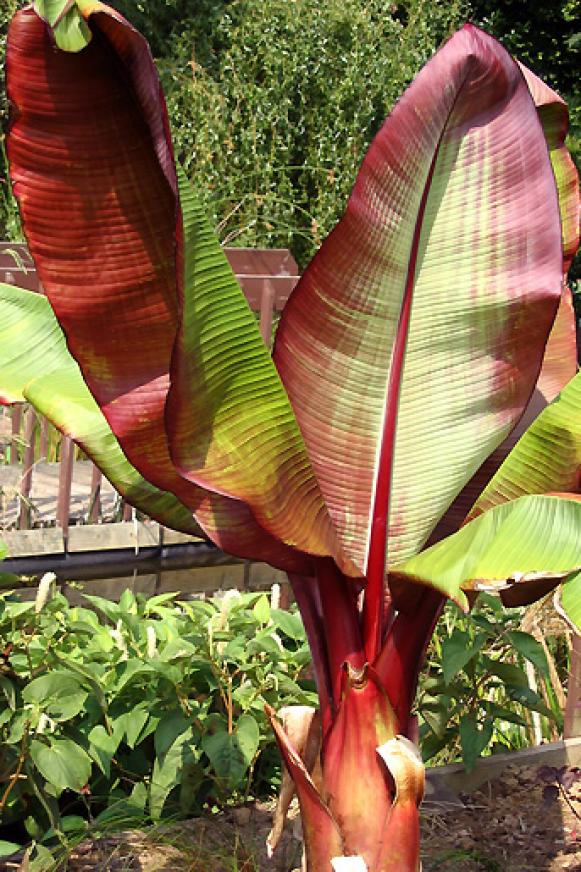 ensete_ventricosum_Maurelli ensete_ventricosum_Maurelli