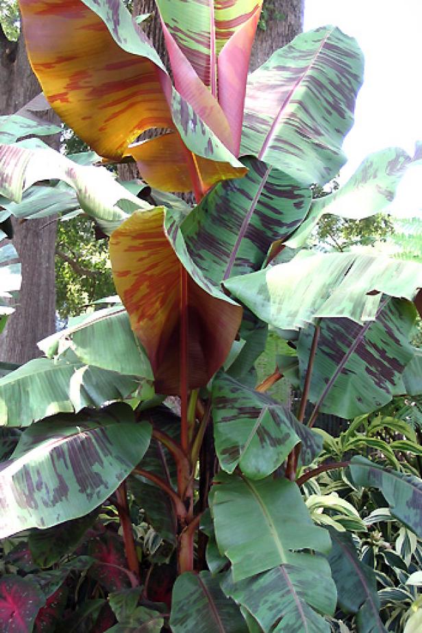 musa_zebrina musa_zebrina