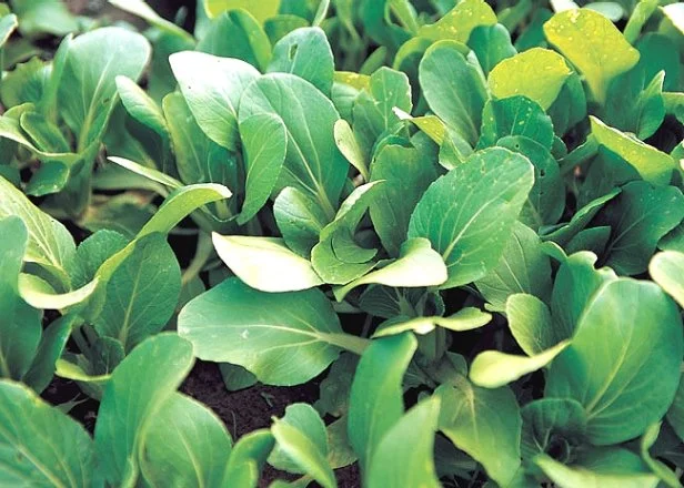 AJGY1C High angle view of a field of spinach