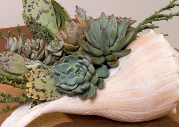 succulent_completed_shell succulent_completed_shell