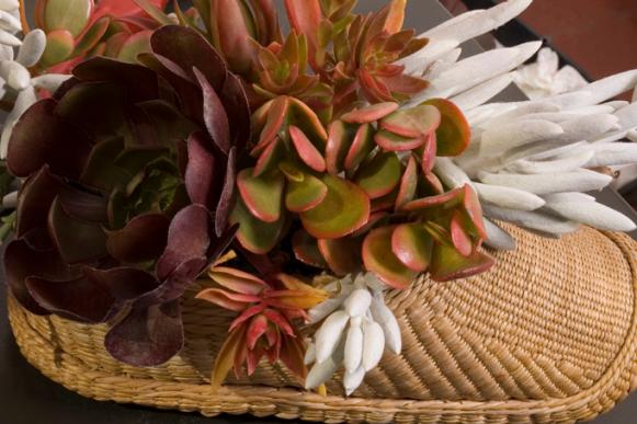 succulent_completed_shoe succulent_completed_shoe