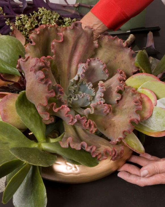 succulent_4_placing_echeveria succulent_4_placing_echeveria