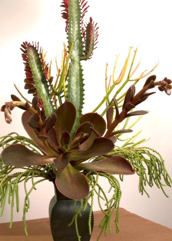 succulent_tall_option succulent_tall_option