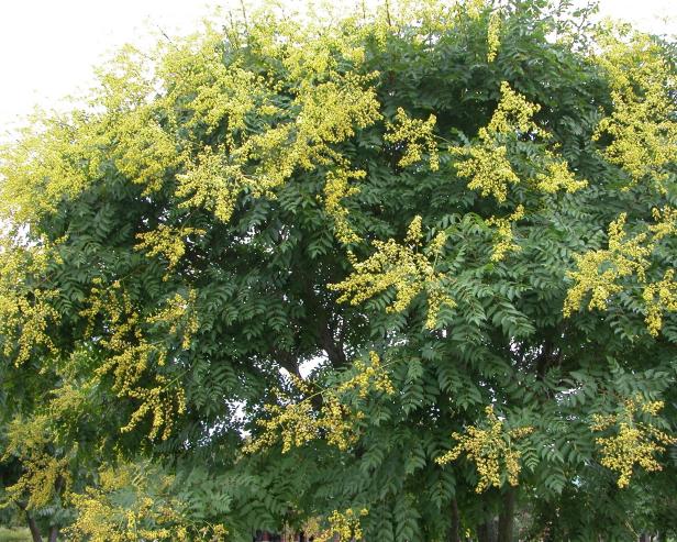 goldenraintree goldenraintree