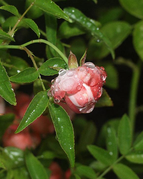 ARoseinBloom ARoseinBloom