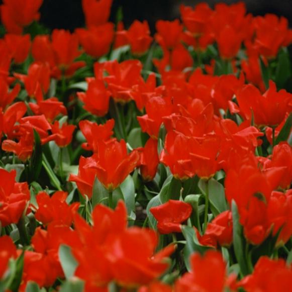 tulips tulips