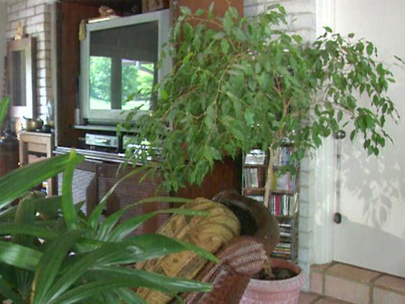 gby1208_4a_Ficus_benjamina gby1208_4a_Ficus_benjamina