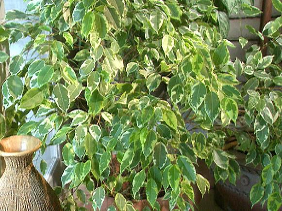 gby1208_4b_variegated_ficus gby1208_4b_variegated_ficus