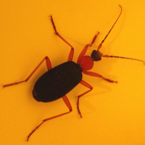 pgbeetle_mh