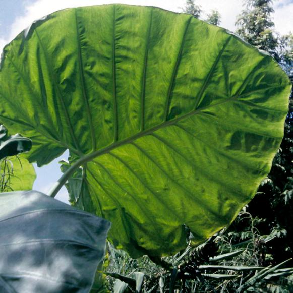 summerbulbs_colocasia_gigantea summerbulbs_colocasia_gigantea