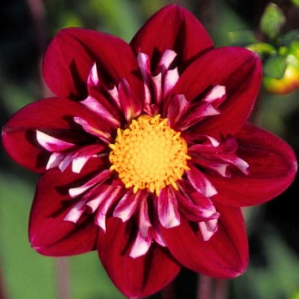 summerbulbs_dahlia_fantastico summerbulbs_dahlia_fantastico