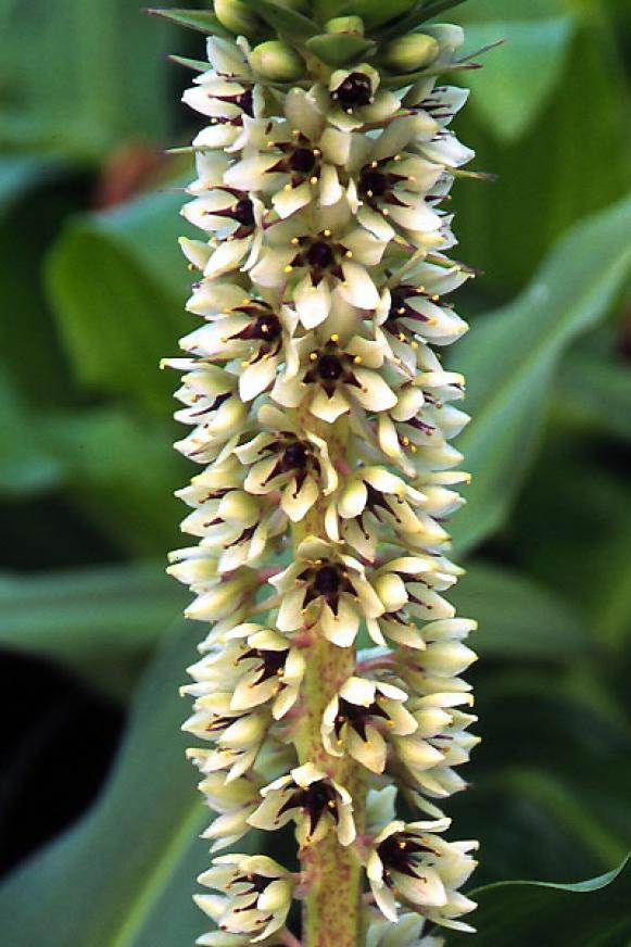 summerbulbs_eucomis_montana summerbulbs_eucomis_montana
