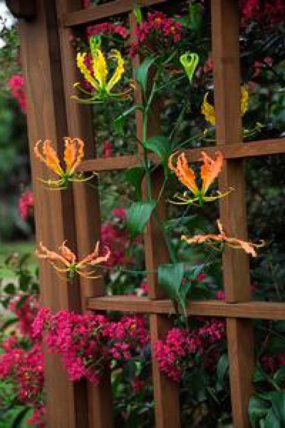 summerbulbs_gloriosa_superba summerbulbs_gloriosa_superba