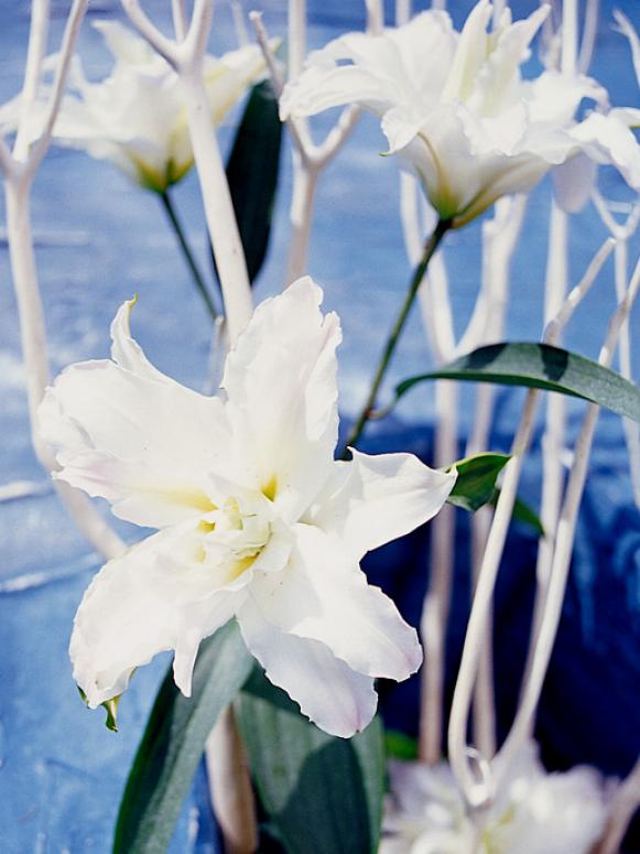 summerbulbs_lilium_miss_lucy summerbulbs_lilium_miss_lucy