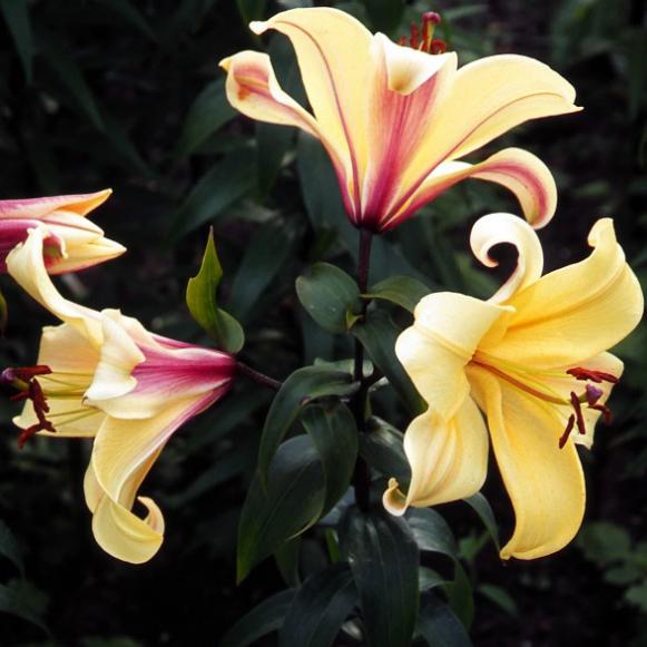 summerbulbs_lilium_orania summerbulbs_lilium_orania