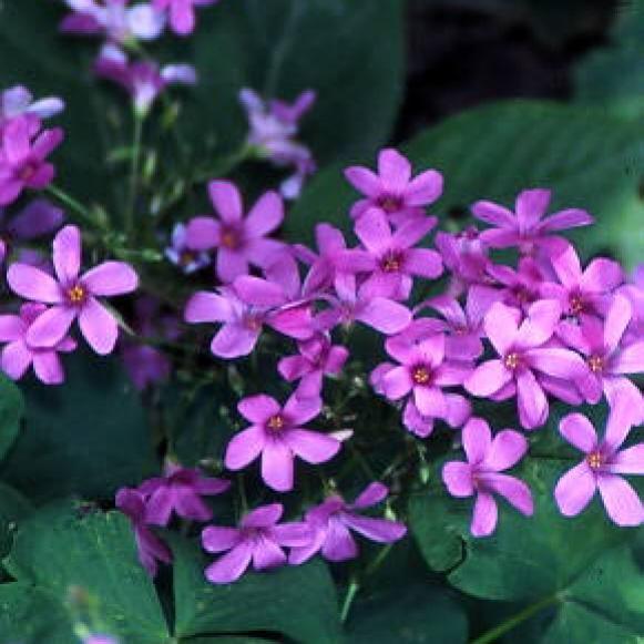 summerbulbs_oxalis_rubra summerbulbs_oxalis_rubra