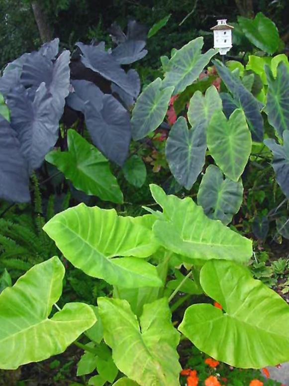 summerbulbs_xanthosoma_lime_zinger summerbulbs_xanthosoma_lime_zinger