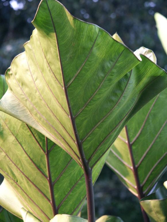 summerbulbs_colocasia_coffee_cups summerbulbs_colocasia_coffee_cups