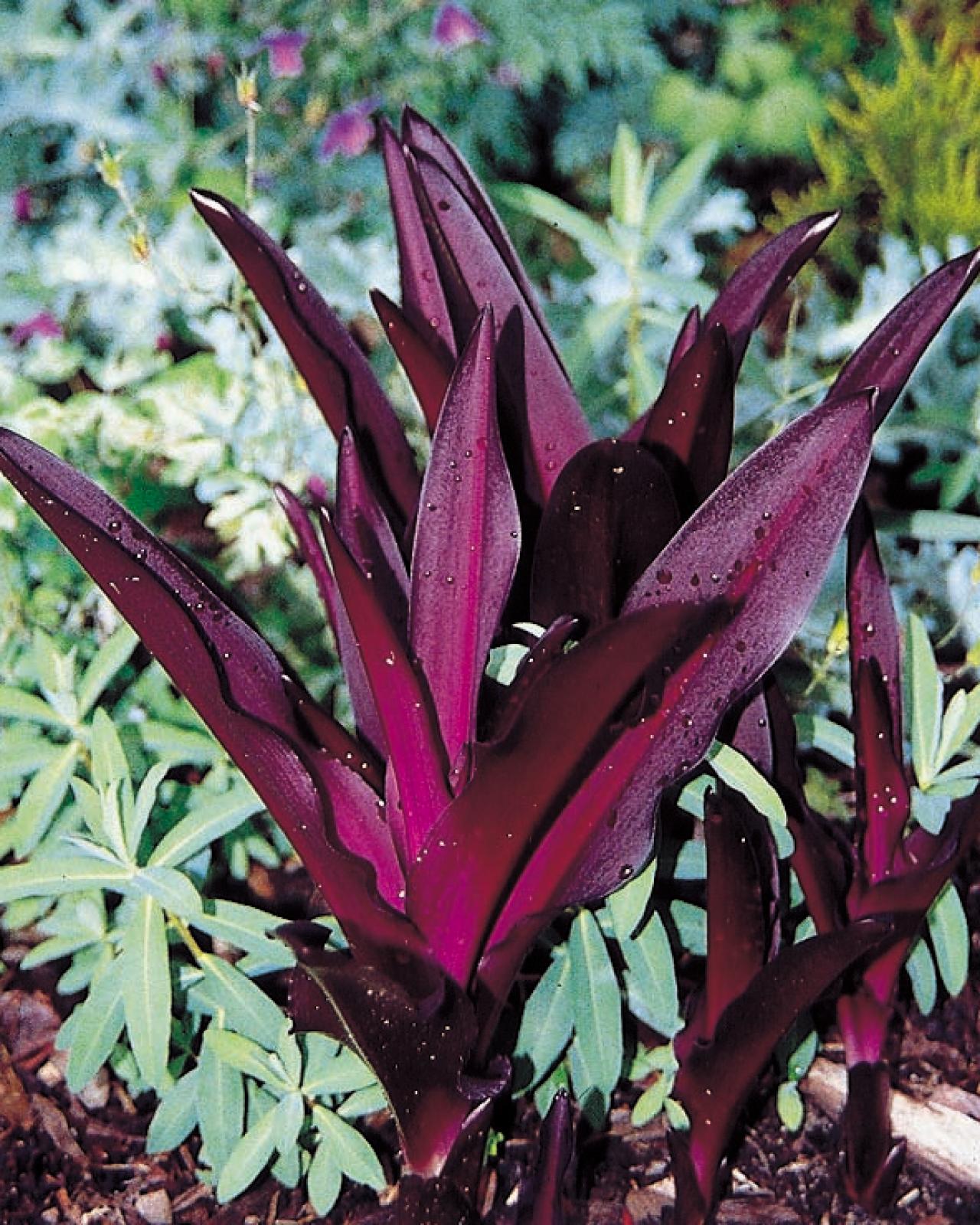 Summer Bulbs HGTV