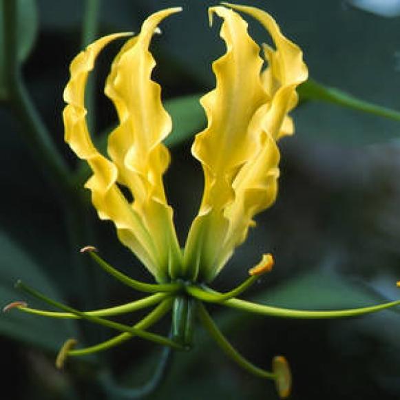 summerbulbs_gloriosa_lutea summerbulbs_gloriosa_lutea