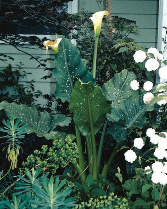 summerbulbs_zantedeschia_white_giant summerbulbs_zantedeschia_white_giant