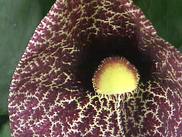 Upwardly_Mobile_Aristolochia_elegans Upwardly_Mobile_Aristolochia_elegans