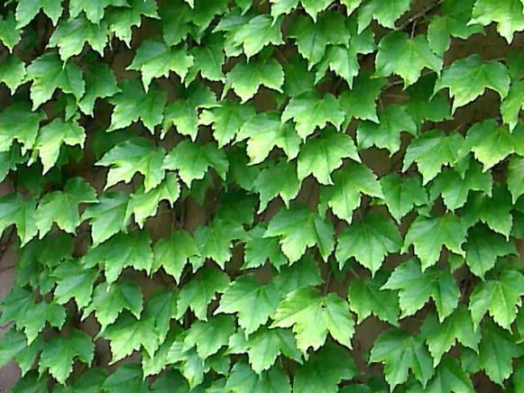 Upwardly_Mobile_Boston_ivy Upwardly_Mobile_Boston_ivy