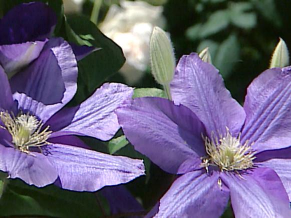 Upwardly_Mobile_clematis_flowers Upwardly_Mobile_clematis_flowers