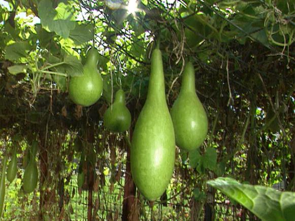 Upwardly_Mobile_gourds_hanging Upwardly_Mobile_gourds_hanging